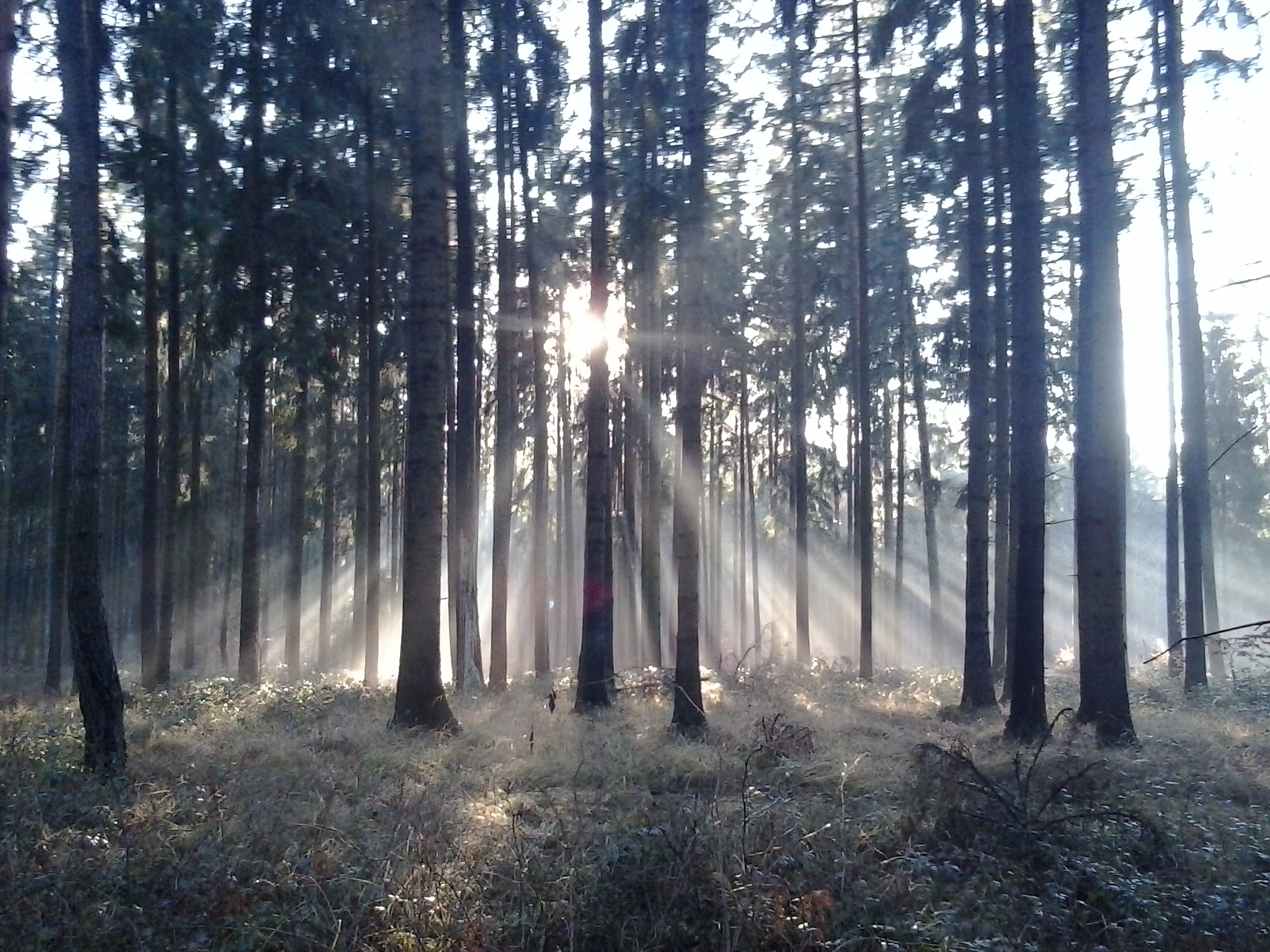 Forest